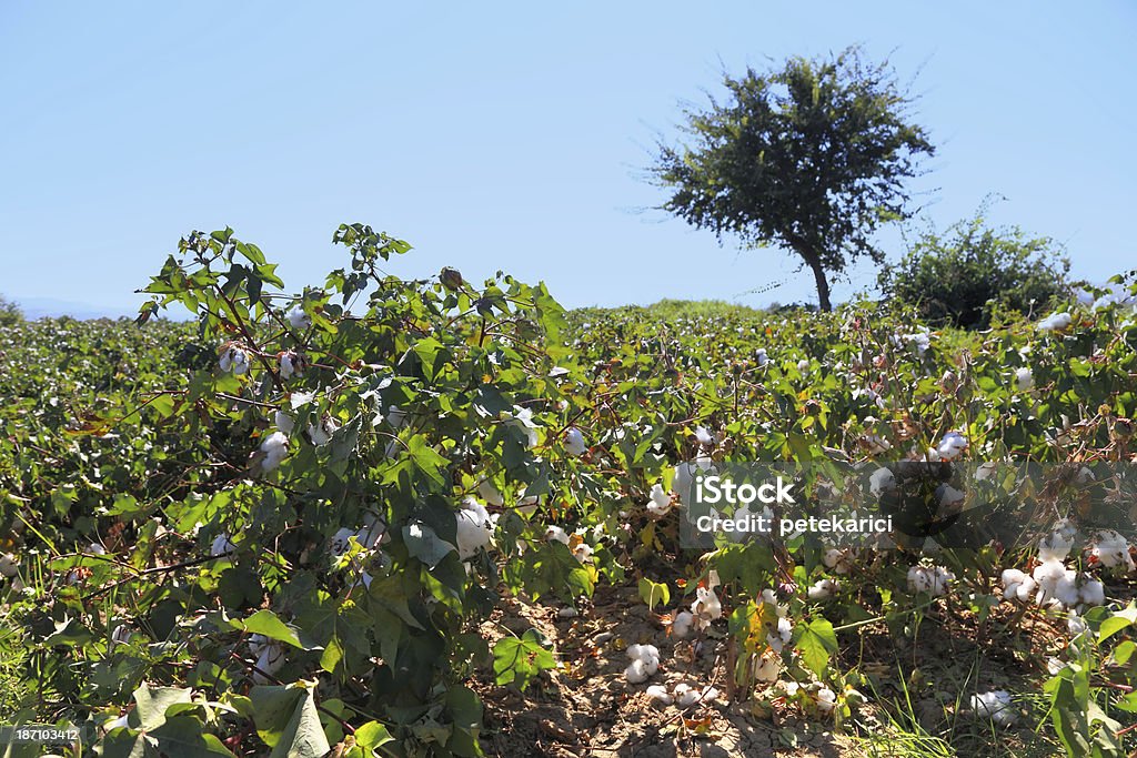 Campo de algodão - Foto de stock de Agricultura royalty-free