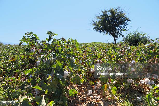 Foto de Campo De Algodão e mais fotos de stock de Agricultura - Agricultura, Algodão - Malvaceae, Algodão - Material Têxtil