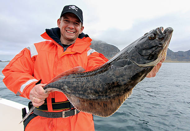 heilbutt aktion - halibut flatfish fish hanging stock-fotos und bilder