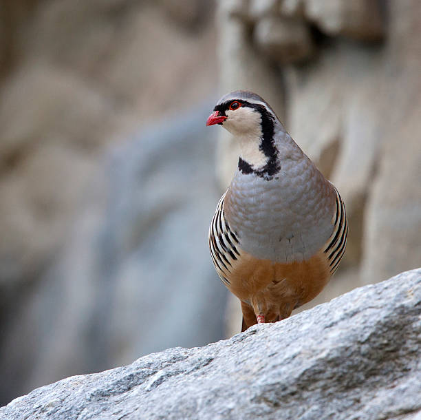 rock partridge-steinhuhn (alectoris graeca) - bird rock - fotografias e filmes do acervo