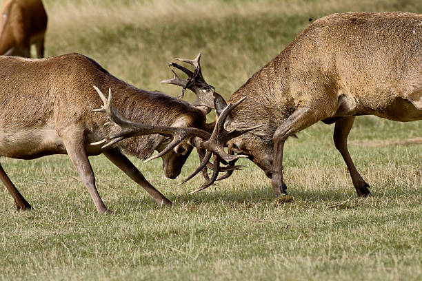 istock Antler clash red deer stags in October rut 187103634