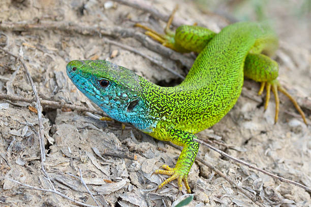 istock Male of green lizard 187103669