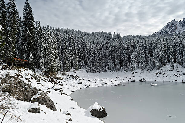 Bosque de nieve - foto de stock