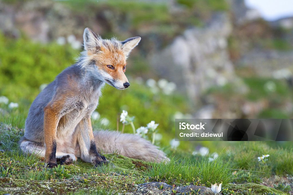 Volpe rossa, sunrise, Babia Gora, Polonia - Foto stock royalty-free di Animale