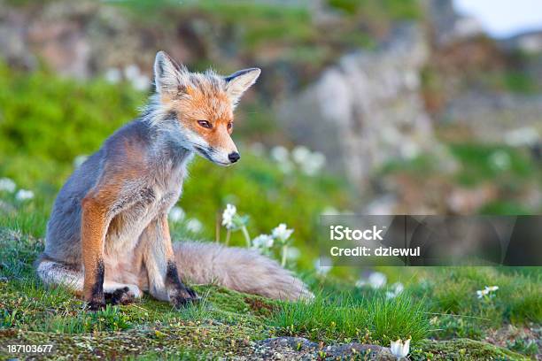 Volpe Rossa Sunrise Babia Gora Polonia - Fotografie stock e altre immagini di Animale - Animale, Animale selvatico, Aurora