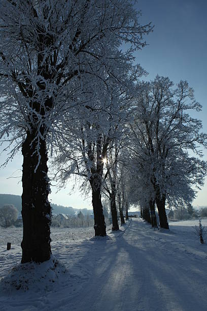 baumallee im inverno - baumreihe imagens e fotografias de stock