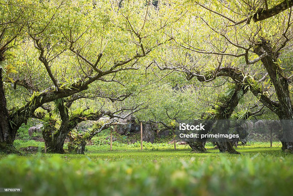 Dejan filtrar el sol matutino árbol de flor abriéndose - Foto de stock de Agricultura libre de derechos