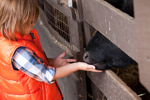 istock Young Boy Feeding Farm Animal 187103739