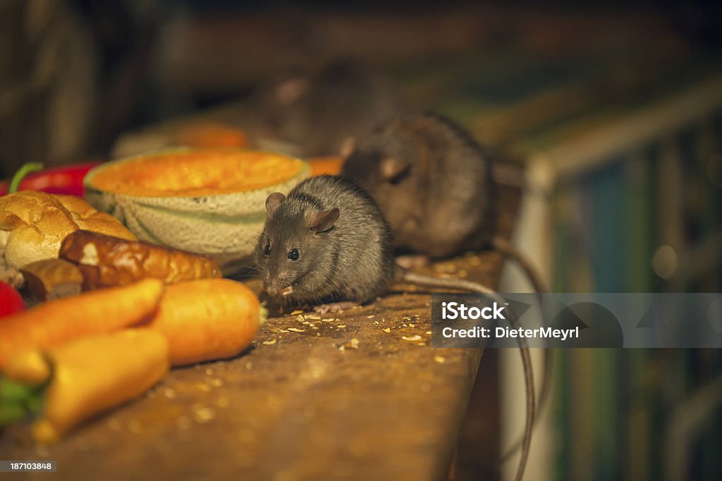 Rats manger dans la cuisine en désordre - Photo de Rat libre de droits