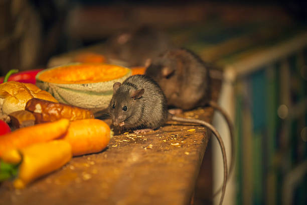 쥐 식사 지저분한 주방 - 쥐 뉴스 사진 이미지