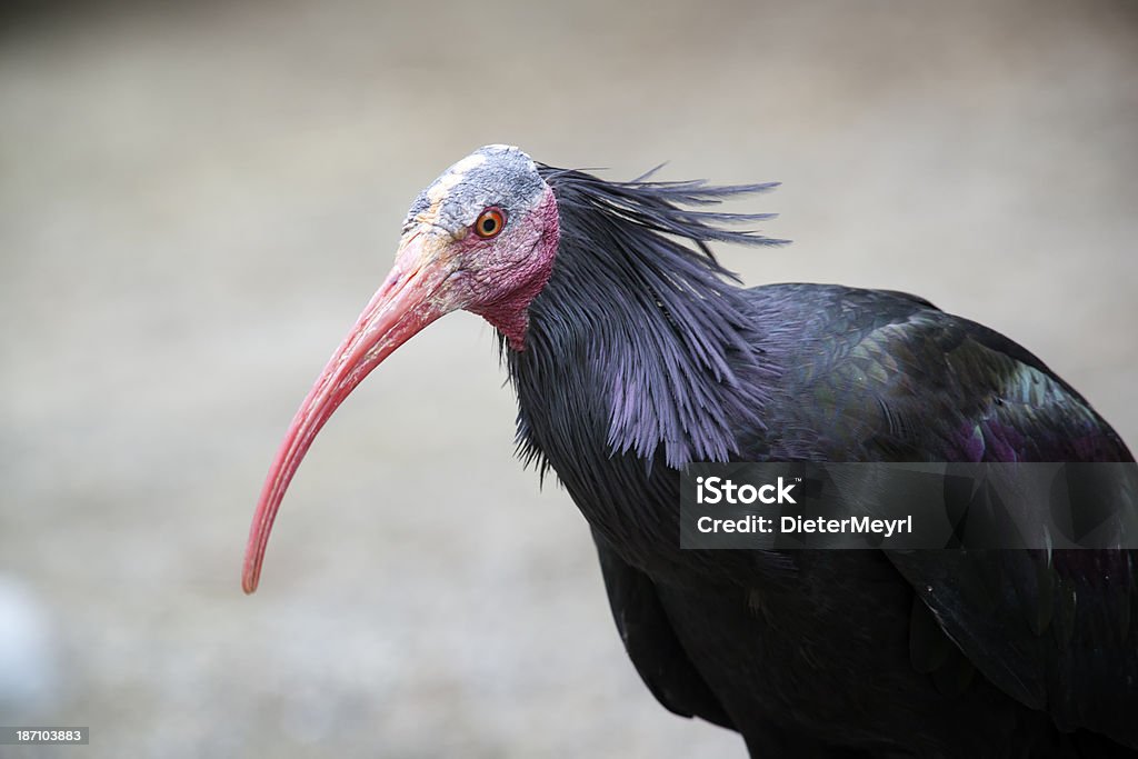 Waldrapp – Geronticus eremita - Photo de Bec libre de droits