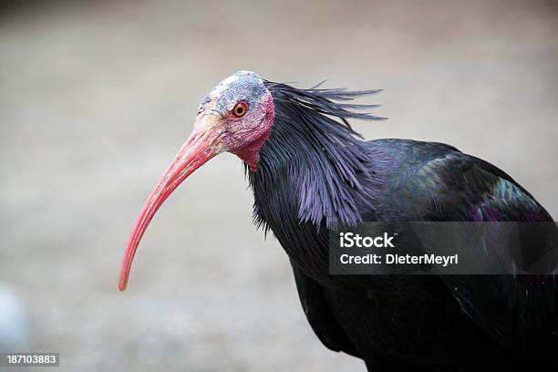 Photo libre de droit de Waldrapp Geronticus Eremita banque d'images et plus d'images libres de droit de Bec - Bec, Cavalese, Faune