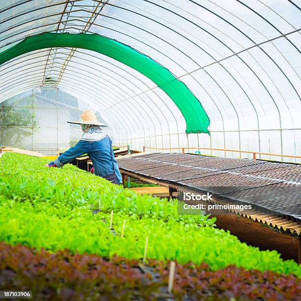 Hydroponic Verdura In Un Giardino - Fotografie stock e altre immagini di Agricoltore - Agricoltore, Agricoltura, Aiuola