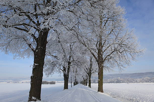 baumallee im inverno - baumreihe foto e immagini stock