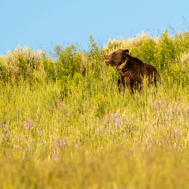 mama grizzly levanta cabeça para fora do campo de flores silvestres - montana mountain lupine meadow - fotografias e filmes do acervo