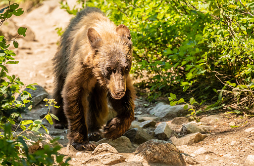 Scraggly Black Bear Walks Along the Amphitheater Lake Trail in Grand Teton National Park