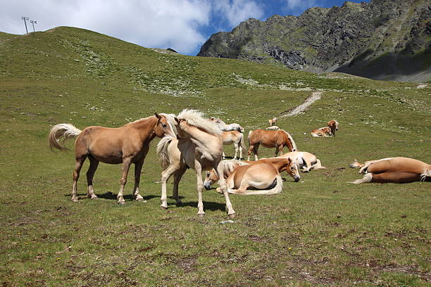 cavalos no prado perto de alpine lakes schwarzmoos, kuehtai, tirol, áustria - horse herd togetherness connection imagens e fotografias de stock