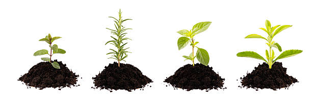 growing plants - rosemary, mint, stevia, basil young green herbs (rosemary, stevia, basil and mint) growing from soil rosemary seedlings stock pictures, royalty-free photos & images