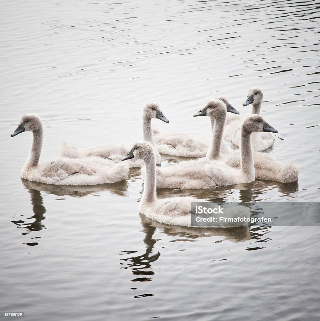 Swan - Royalty-free Abrigar-se Foto de stock