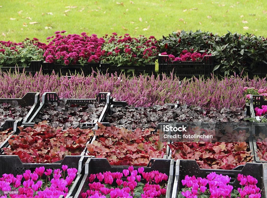 Pflanzen, Pflanzen für den Garten - Lizenzfrei Alpenveilchen Stock-Foto