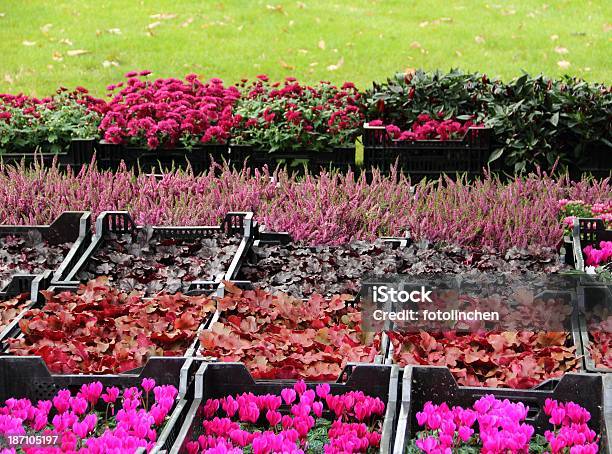 Pflanzen Pflanzen Für Den Garten Stockfoto und mehr Bilder von Alpenveilchen - Alpenveilchen, Blume, Blüte