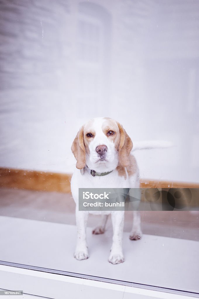beagle dog looking through a window beagle dog waiting at home Animal Stock Photo