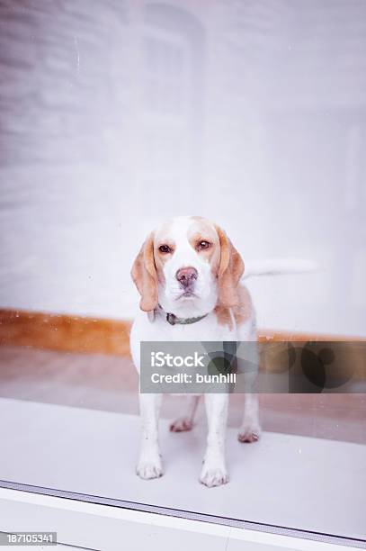 Beagle Dog Looking Through A Window Stock Photo - Download Image Now - Animal, Beagle, Dog