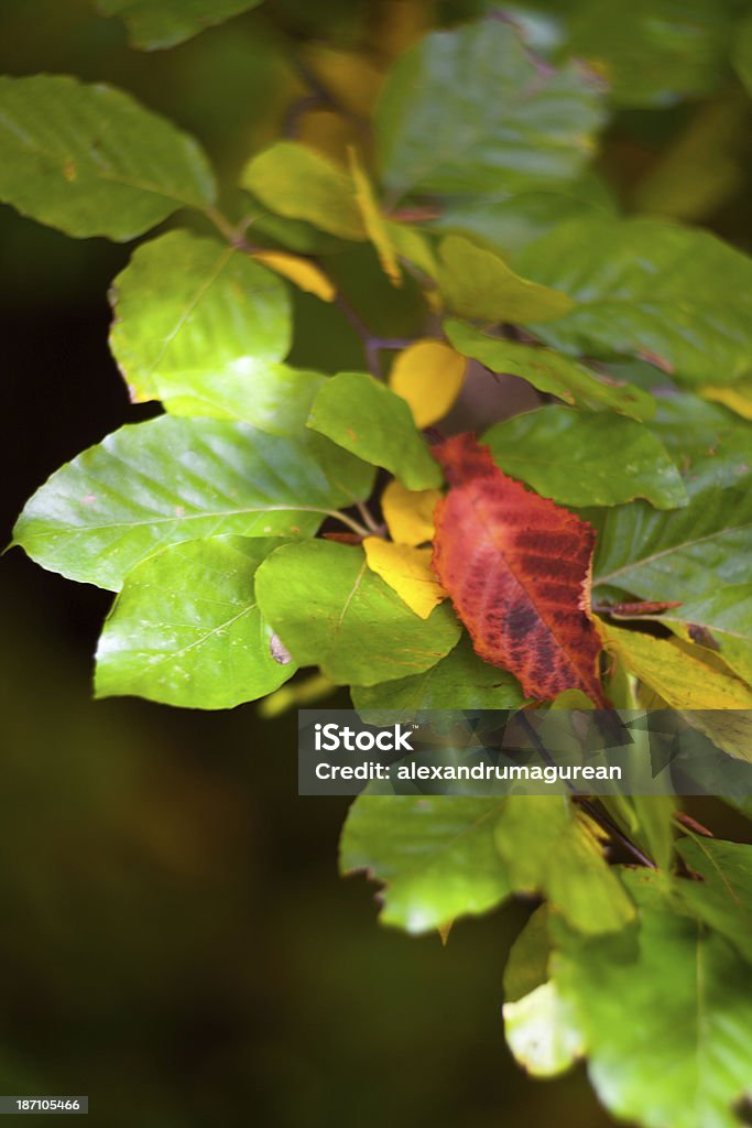 Feuilles d’automne - Photo de Abstrait libre de droits