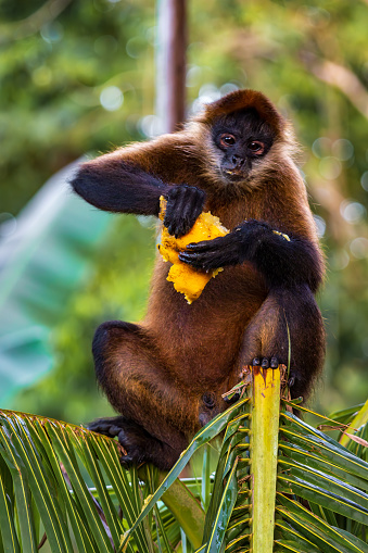 Spider-monkey in the forest of Tortuguero National Park (Costa Rica)