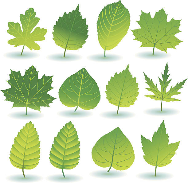 ilustraciones, imágenes clip art, dibujos animados e iconos de stock de verde planta-/y treeleafs - baumblätter