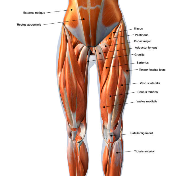 istock Female Anterior Leg Muscles Labeled on White Background 1871063175