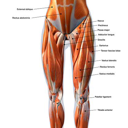 Front view of woman's thigh and knee muscles with names