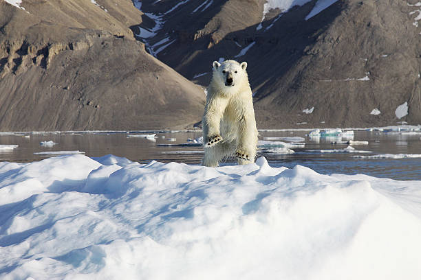 Polar Bear on ice stock photo