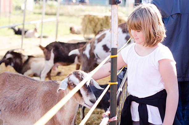 istock Cute little girl petting a goat 187107549