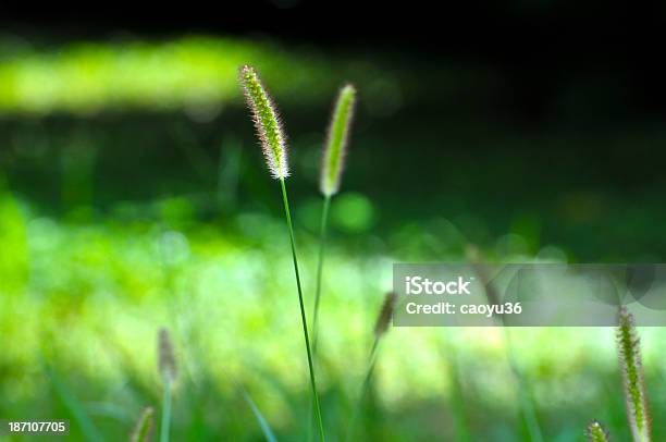 Photo libre de droit de Beauté De La Nature banque d'images et plus d'images libres de droit de Beauté de la nature - Beauté de la nature, Couleur verte, Feuille