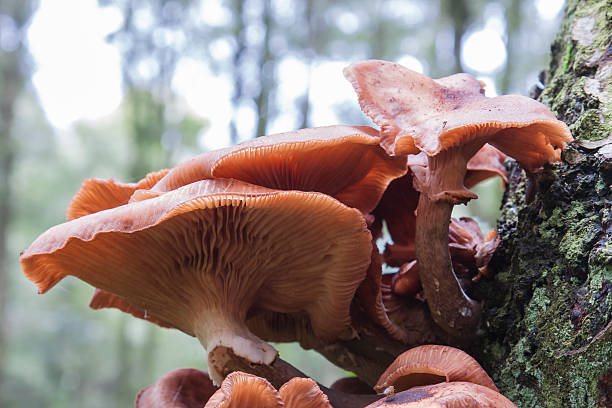 istock Dark Honey Fungus 187107831