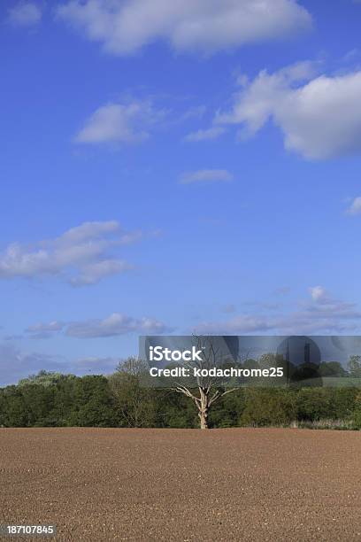 Campo Foto de stock y más banco de imágenes de Agricultura - Agricultura, Aire libre, Alimento