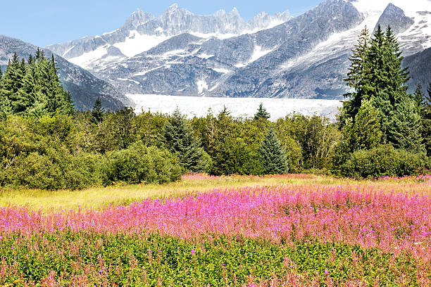 glaciar mendel con adelfilla en juneau alaska - glaciar de mendenhall fotografías e imágenes de stock