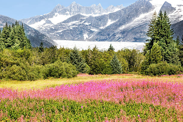 Mendel Glacier with fireweed in Juneau Alaska Mendel Glacier with a sprawling field of Fireweed in the foreground. A crystal clear day with blue sky's is rare in Juneau Alaska USA.  RM flower mountain fireweed wildflower stock pictures, royalty-free photos & images