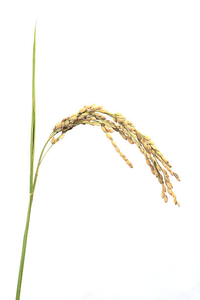 Ear of rice stock photo