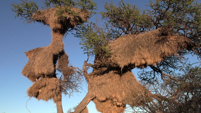 Close up of the large sociable weaver nests in trees in the kalahari.