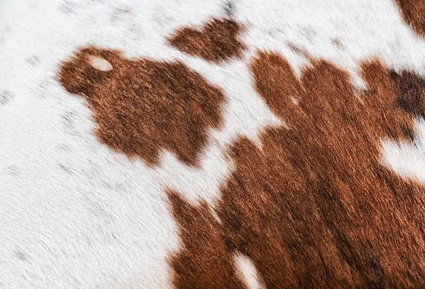 istock real cow skin fur 187107965