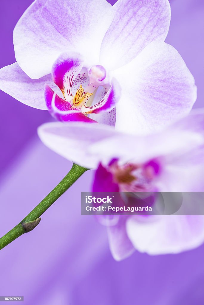 Close -up of 蘭の花に、パープルの背景 - まぶしいのロイヤリ��ティフリーストックフォト