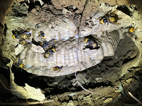 subterranean wasp nest
