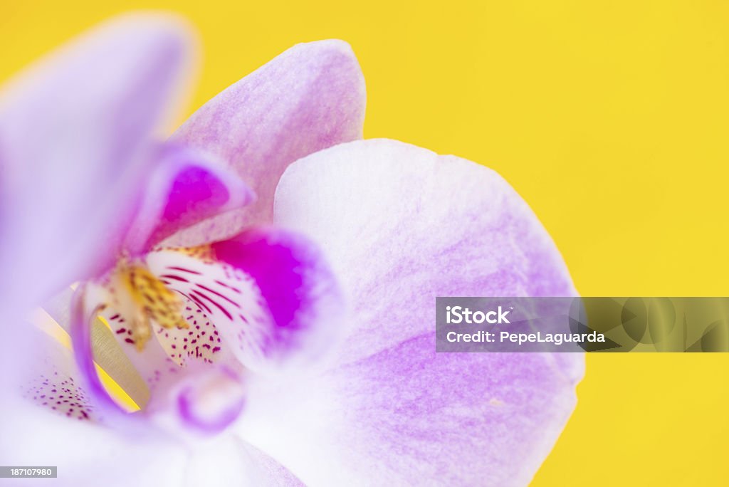 Makro von Orchidee Blume auf vivid yellow background - Lizenzfrei Anmut Stock-Foto