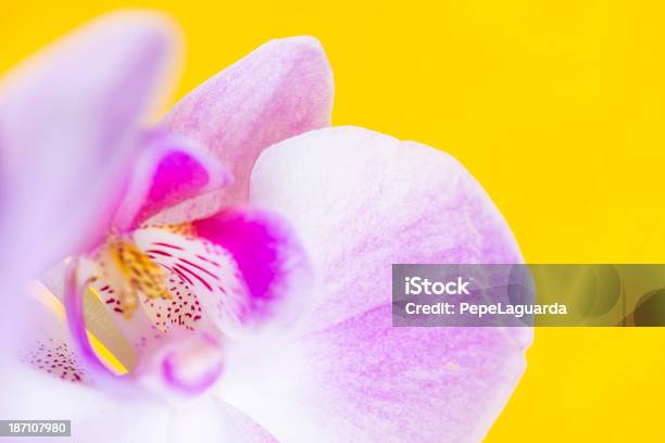 Макро Из Орхидея Цветок На Фоне Яркожелтый — стоковые фотографии и другие картинки Без людей - Без людей, Белый, Бирюзовый