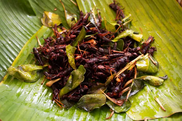 Photo of Thai vendor merchant cooked local exotic cuisine bug and herbal or food fried insect with herb at stall hawker for sale traveler people travel visit in street market bazaar in Pathum Thani, Thailand