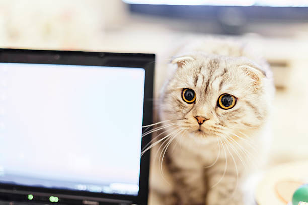 istock Curious cat and laptop together 187108110