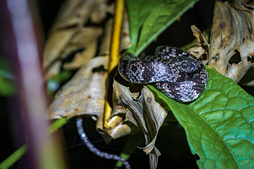 Small snake in Tortuguero National Park at night (Costa Rica)