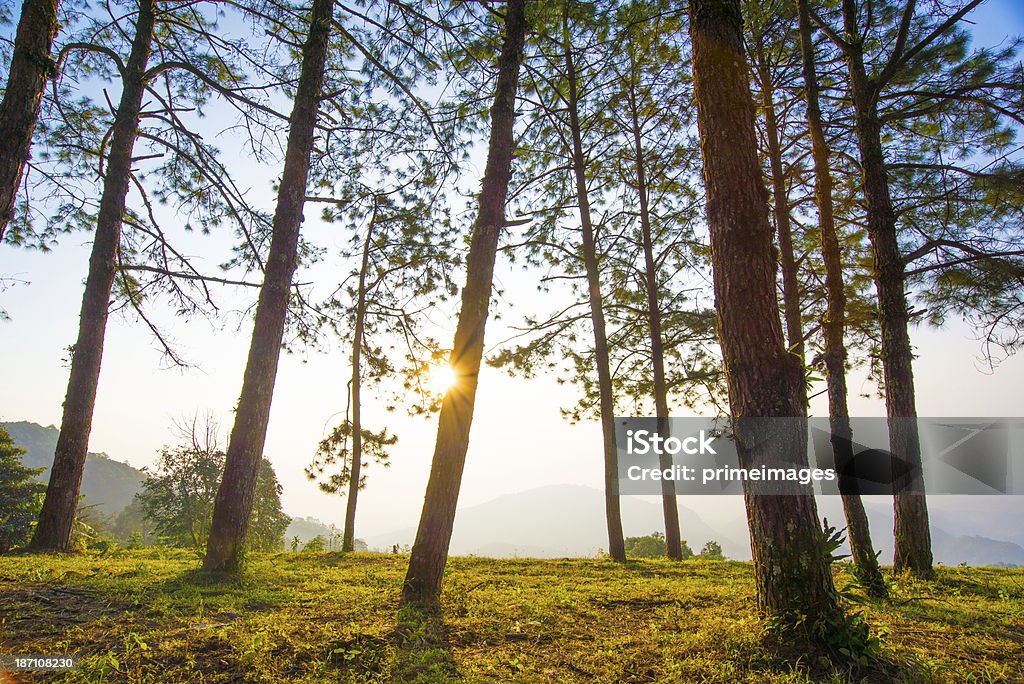 Sol da manhã brilha através das árvores florescendo - Foto de stock de Agricultura royalty-free